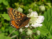 Marsh Fritillary 2017 - Dave Miller