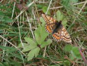 Marsh Fritillary 2001 - Nick Sampford