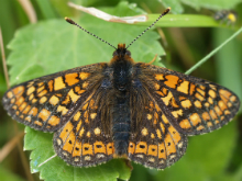 Marsh Fritillary 2005 - Lee Browne