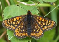 Marsh Fritillary 2005 - Lee Browne