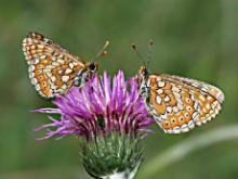 Marsh Fritillary 2005 - Nick Sampford