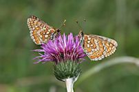 Marsh Fritillary 2005 - Nick Sampford