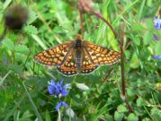 Marsh Fritillary 2006 - Steve Lane