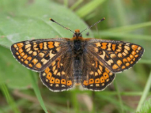 Marsh Fritillary 2006 - Sandra Standbridge