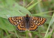 Marsh Fritillary 2006 - Sandra Standbridge