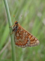 Marsh Fritillary 2001 - Nick Sampford