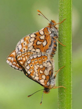 Marsh Fritillary pair 2006 - Sandra Standbridge