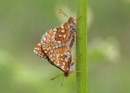 Marsh Fritillary 2006 - Sandra Standbridge