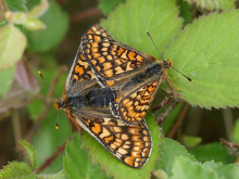 Marsh Fritillary pair 2006 - Sandra Standbridge