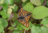 Marsh Fritillary 2006 - Sandra Standbridge