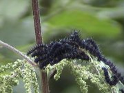 Peacock larvae 2002 - Liz Goodyear