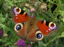 Peacock 2005 - Richard Bigg