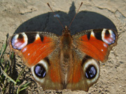 Peacock 2007 - Clive Burrows