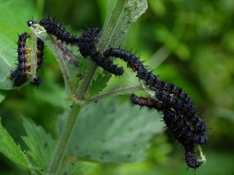 Peacock larvae 2019 - Dee Cullen