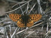 Pearl-bordered Fritillary 2001 - John Stevens