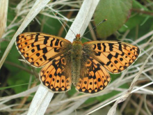 Pearl-bordered Fritillary 2002 - Nick Sampford