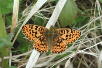 Pearl-bordered Fritillary 2002 - Nick Sampford