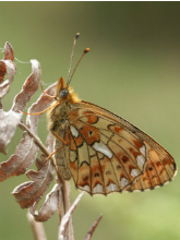 Pearl-bordered Fritillary 2003 - Allen Beechey