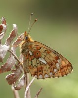 Pearl-bordered Fritillary 2003 - Allen Beechey