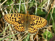 Pearl-bordered Fritillary 2004 - Nick Sampford