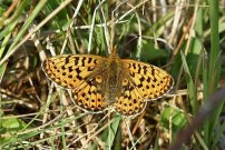 Pearl-bordered Fritillary 2004 - Nick Sampford