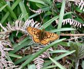 Pearl-bordered Fritillary 2005 - Becky Rasch