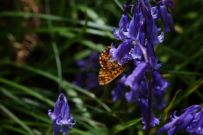 Pearl-bordered Fritillary 2006 - Ian Hardy