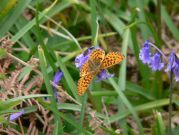 Pearl-bordered Fritillary 2006 - Steve Lane