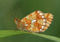 Pearl Bordered Fritillary 2006 - Sandra Standbridge