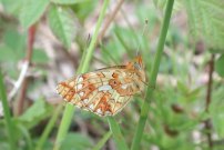 Pearl-bordered Fritillary 2002 - Nick Sampford