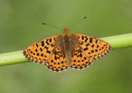 Pearl Bordered Fritillary 2006 - Sandra Standbridge