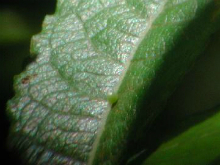 Purple Emperor egg 2005 - Andrew Middleton