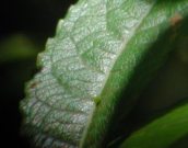 Purple Emperor egg 2005 - Andrew Middleton