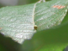 Purple Emperor egg 26.7.05 - Andrew Middleton