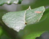 Purple Emperor egg 26.7.05 - Andrew Middleton