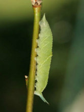 Purple Emperor larvae 2005 - Nick Sampford