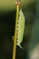 Purple Emperor larvae 2005 - Nick Sampford