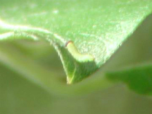 Purple Emperor larvae 7.8.05 - Andrew Middleton