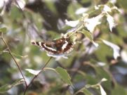 Purple Emperor 2001 - Lissa Smith