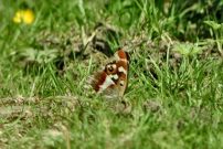 Purple Emperor 2002 - Nick Sampford