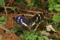 Purple Emperor 2004 - Nick Sampford