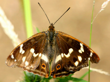 Purple Emperor (f) 2004 - Sandra Standbridge