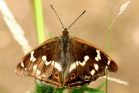 Purple Emperor 2004 - Sandra Standbridge