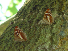 Females sap run feeding 2005 - Barry Palfrey