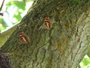 Purple Emperor Females sap run feeding 2005 - Barry Palfrey