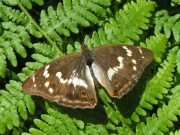 Purple Emperor female 2005 - June Crew