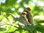 Purple Emperor 2006 - Andrew Wood