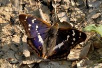 Purple Emperor 2006 - Chris Lloyd