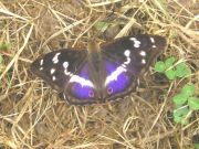 Purple Emperor 2006 - Geoff Horn