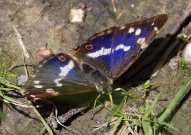 Purple Emperor 2003 - Nick Sampford